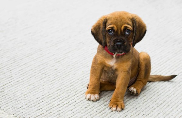 How to Choose the Correct Size and Type of Collar for Your Growing Puppy?