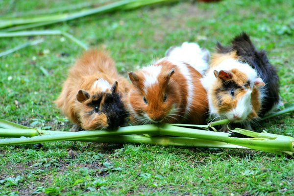 Can Guinea Pigs Learn Tricks, and What Are Some Simple Ones to Start With?